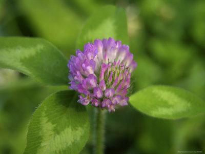 Clover A Clover A